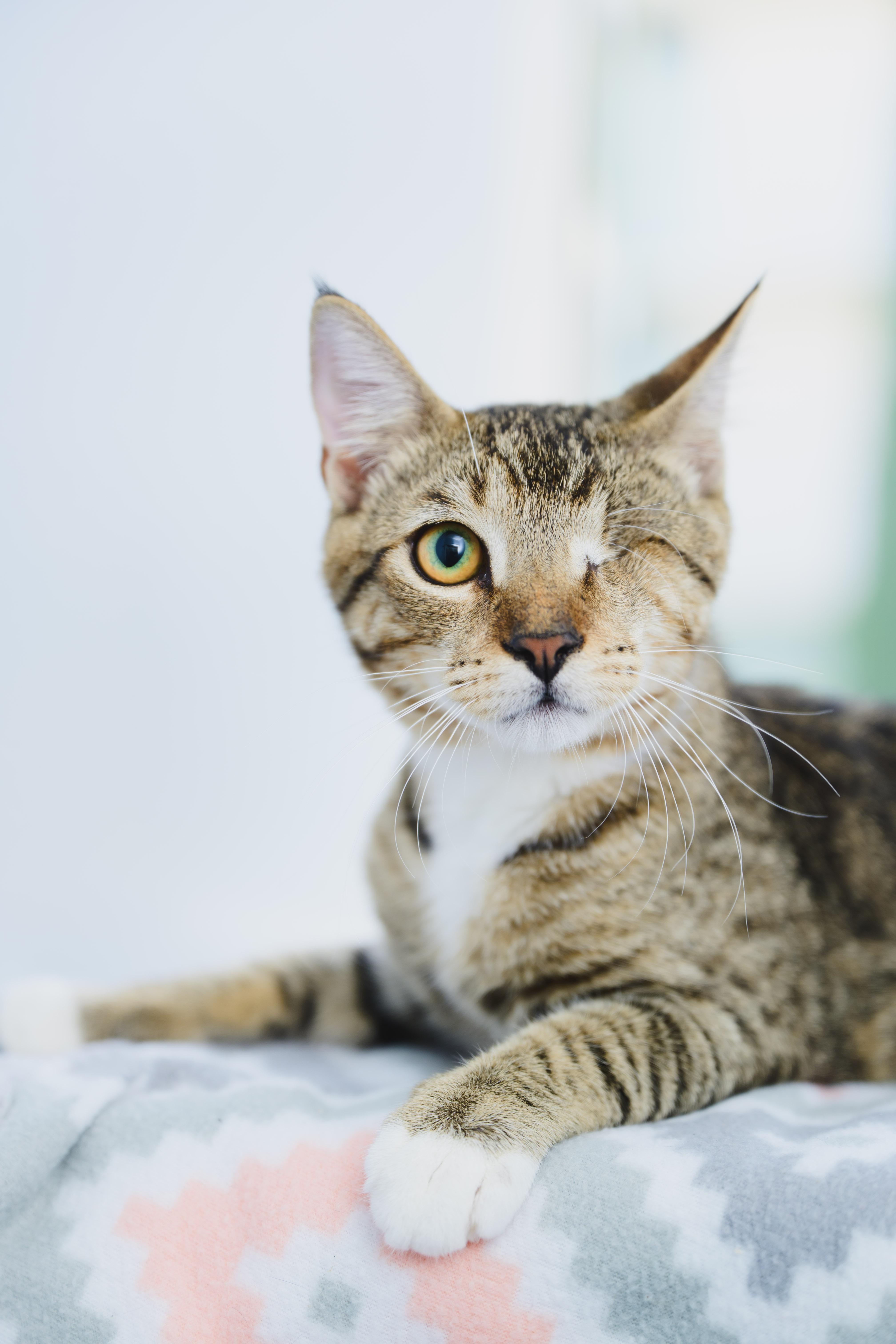 Enlarge Dusty, a Adoptable mixed breed in Honolulu, HI image 6/6