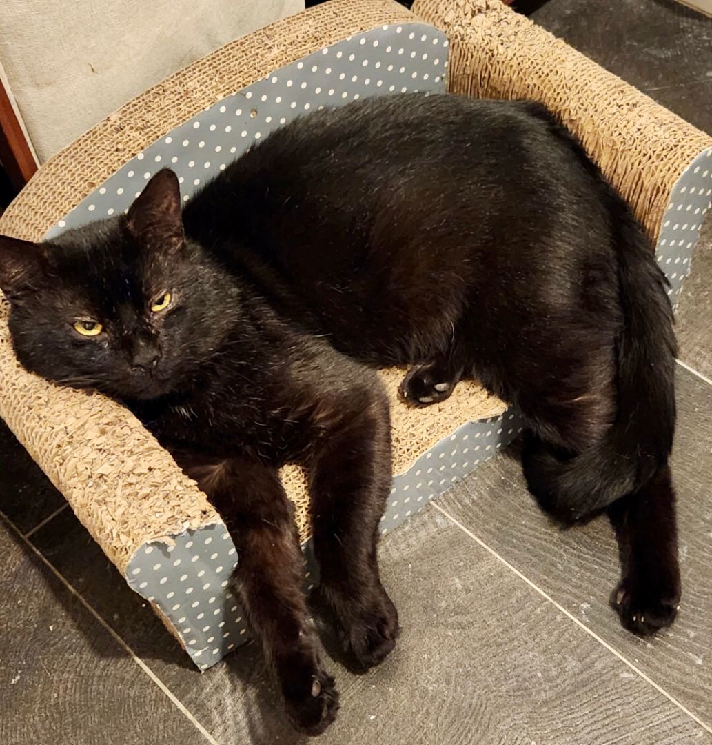 Enlarge Kiko Gomez, a Adopted Domestic Short Hair in New York, NY image 4/6