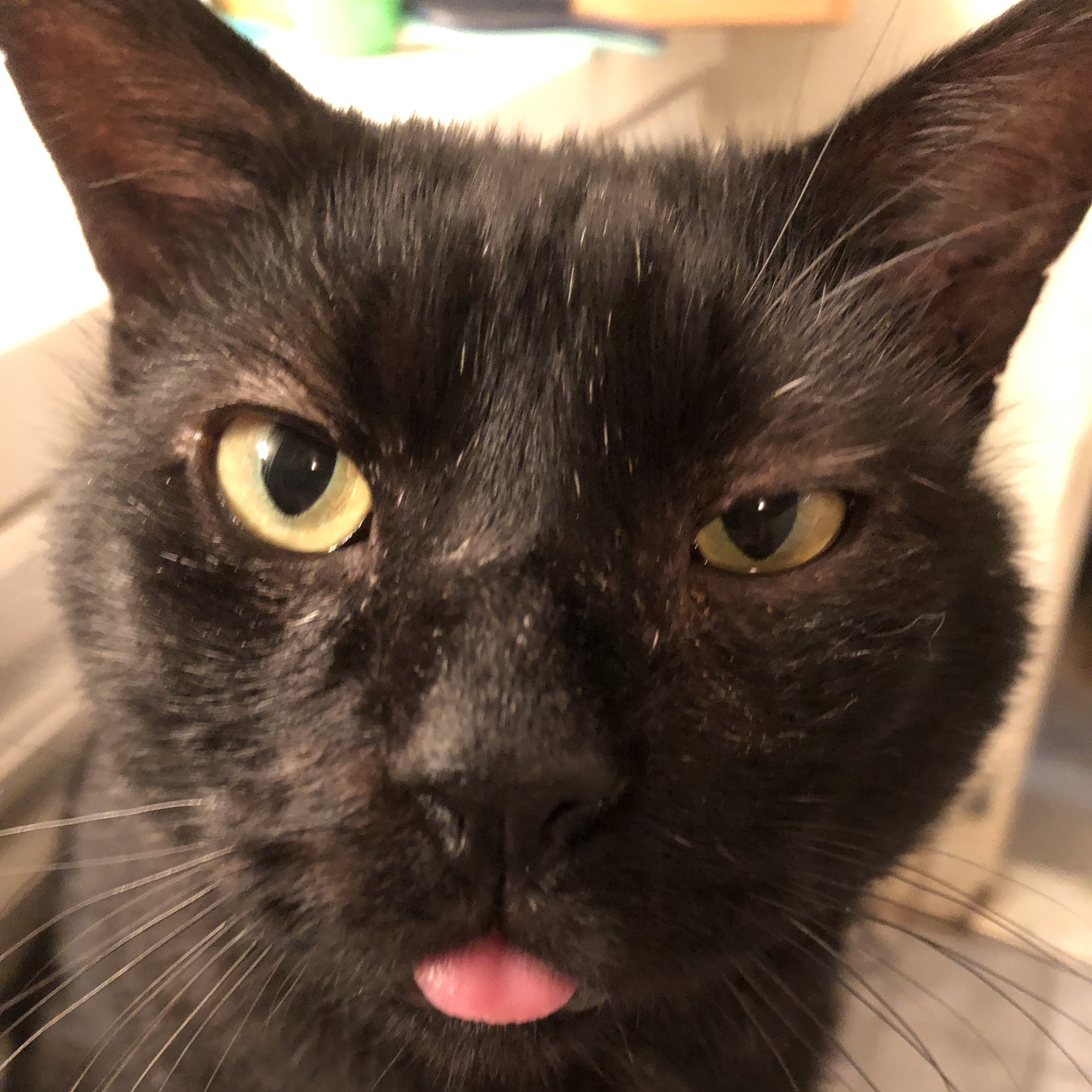 Kiko Gomez, Adopted, Adult Male Domestic Short Hair.