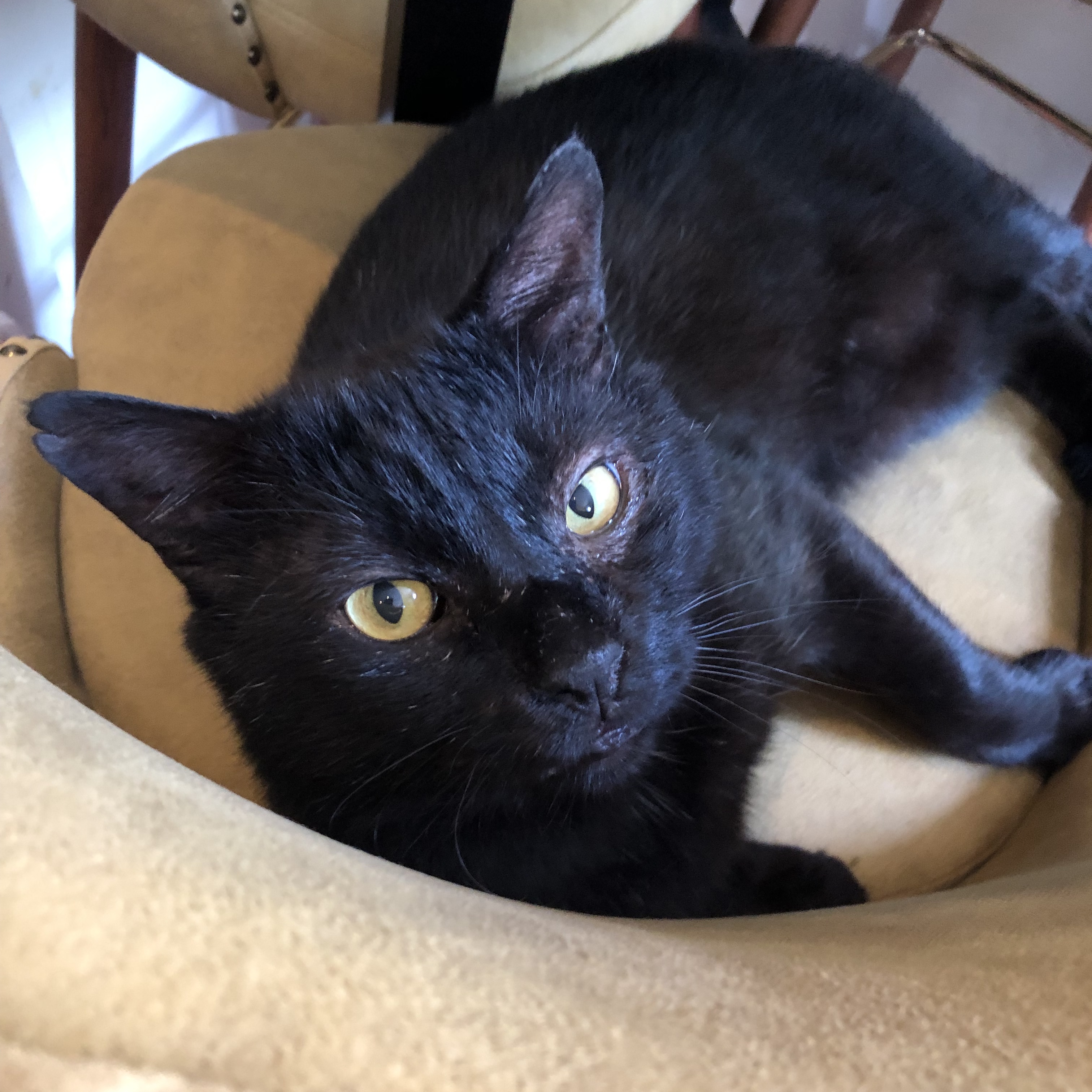 Enlarge Kiko Gomez, a Adopted Domestic Short Hair in New York, NY image 2/6