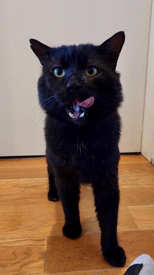 Enlarge Kiko Gomez, a Adopted Domestic Short Hair in New York, NY image 5/6