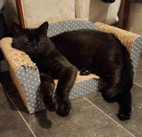 Enlarge Kiko Gomez, a Adopted Domestic Short Hair in New York, NY image 6/6