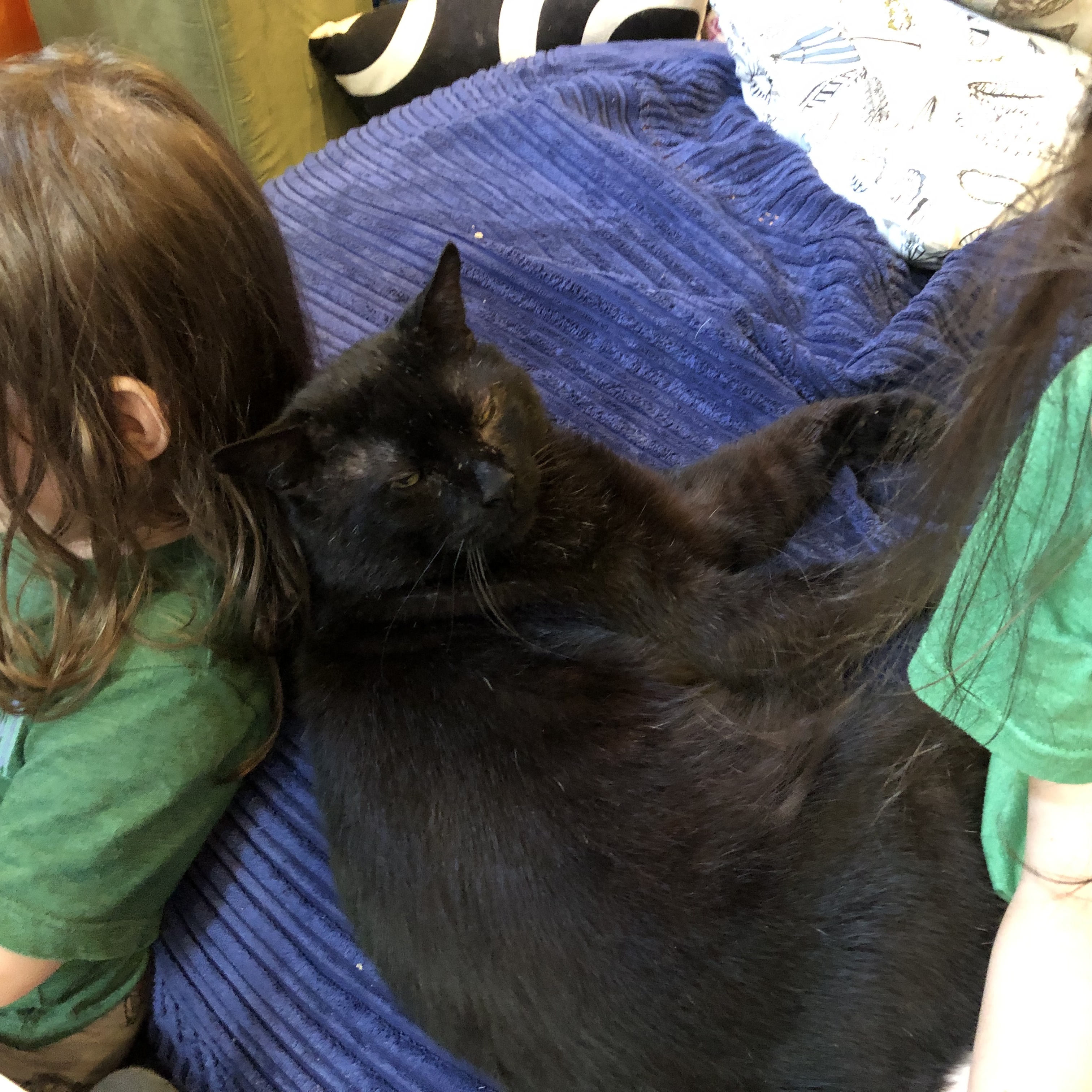 Enlarge Kiko Gomez, a Adopted Domestic Short Hair in New York, NY image 3/6