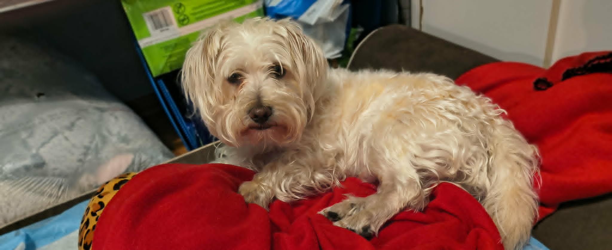 Enlarge max, a Adoptable Terrier in Portland, OR image 5/5