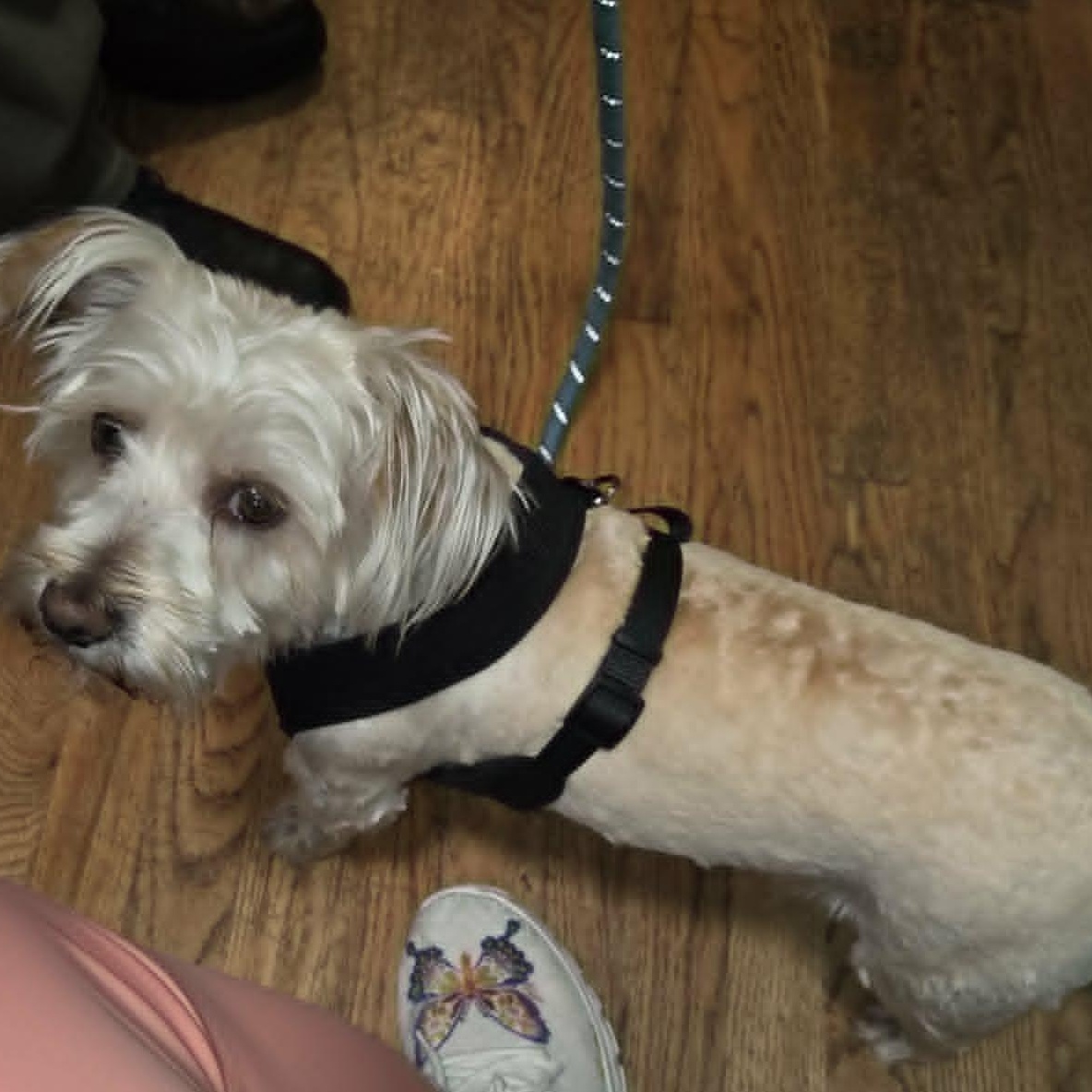 Enlarge max, an adopted Terrier in Portland, OR image 1/6