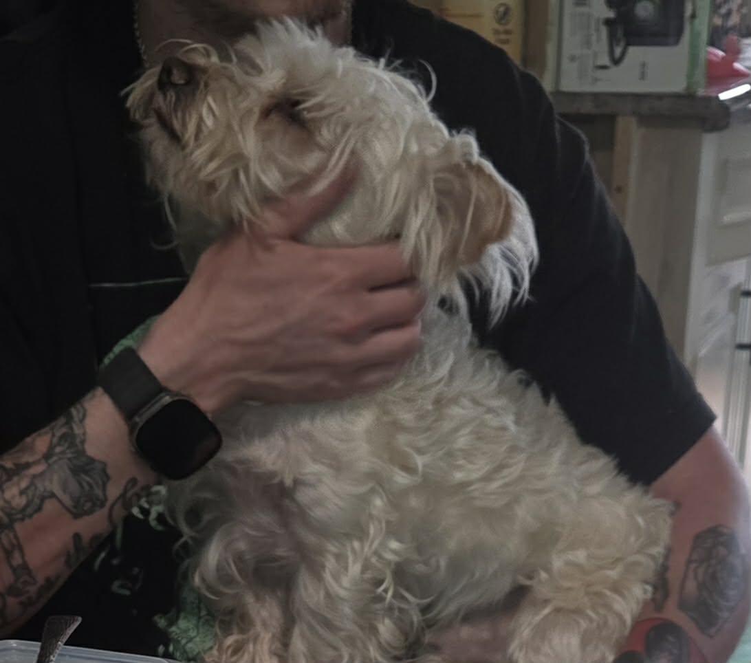 Enlarge max, a Adoptable Terrier in Portland, OR image 4/5