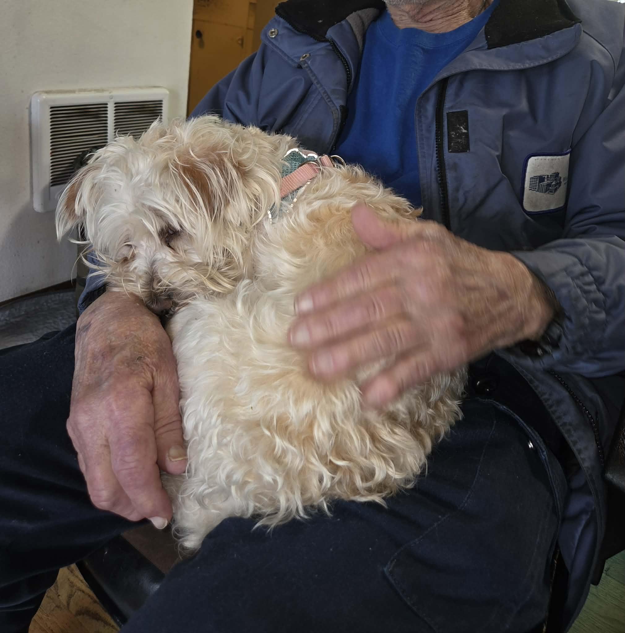 max, Adoptable, Adult Male Terrier.