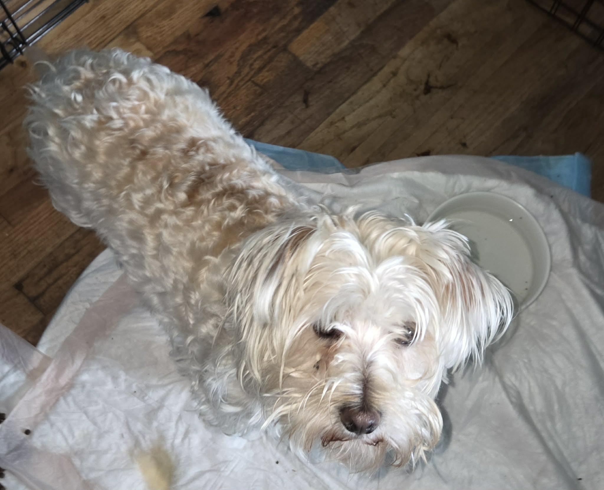 Enlarge max, a Adoptable Terrier in Portland, OR image 2/5