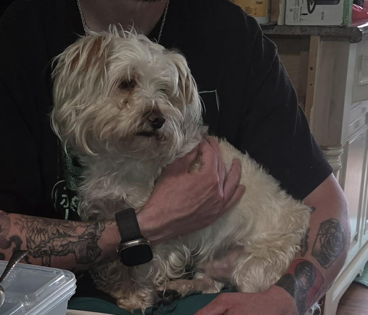 Enlarge max, a Adoptable Terrier in Portland, OR image 3/5