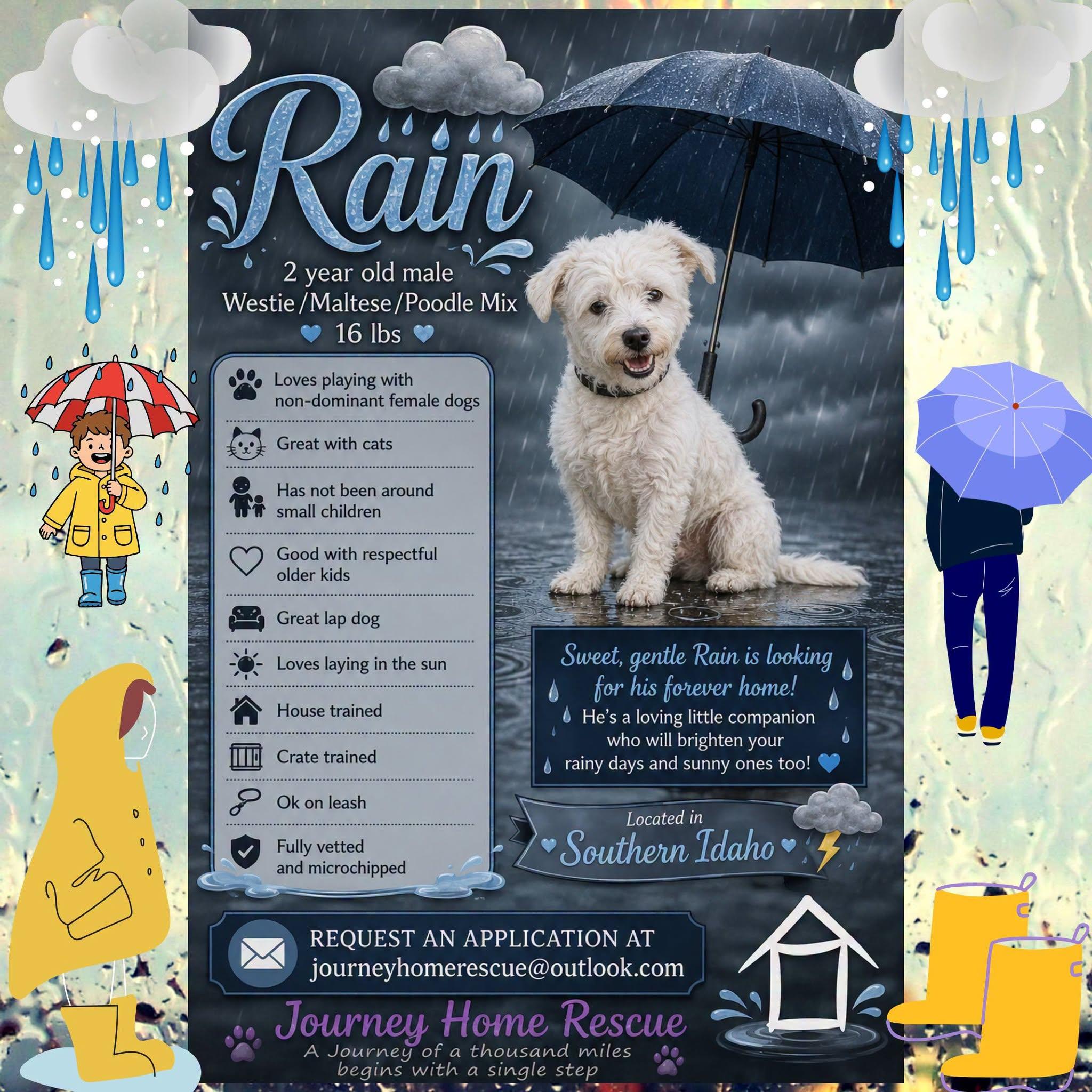 Enlarge Rain, a ADOPTABLE mixed breed in East Wenatchee, WA image 1/1