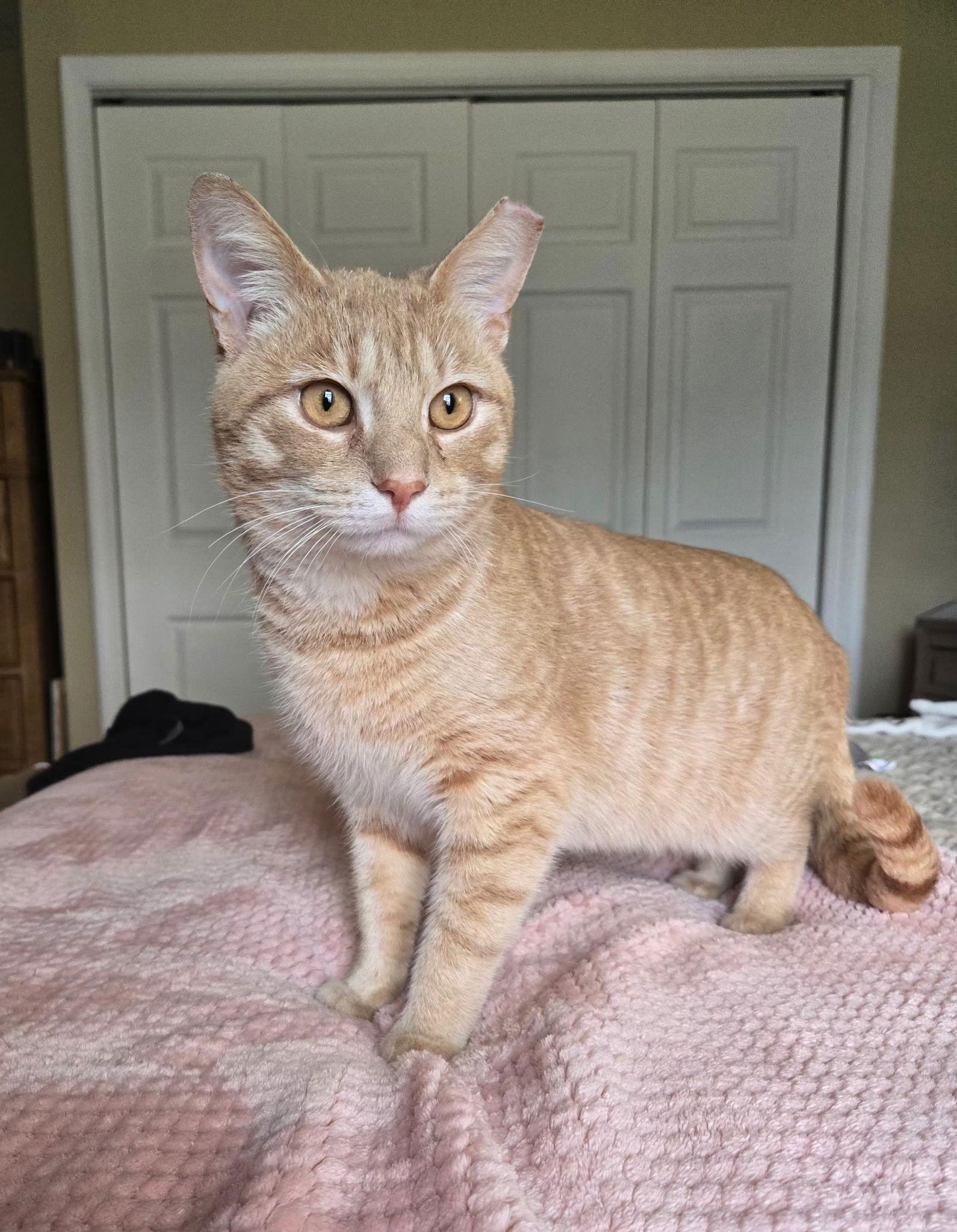 Enlarge Pringles, a Adopted mixed breed in Yardley, PA image 1/3