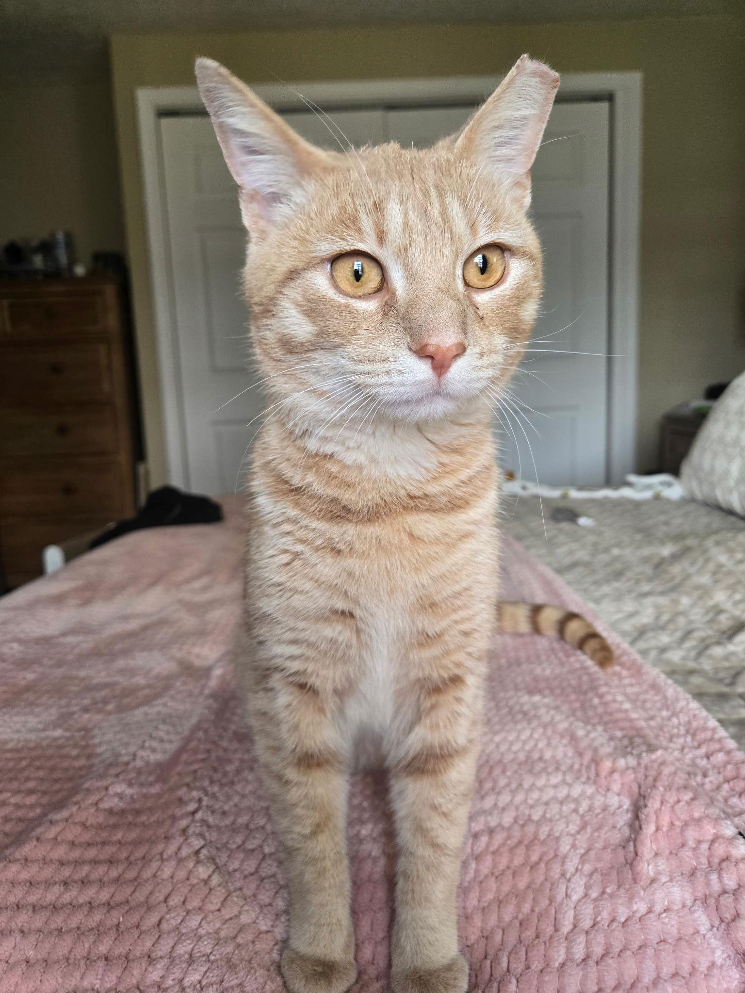 Enlarge Pringles, a Adopted mixed breed in Yardley, PA image 2/3