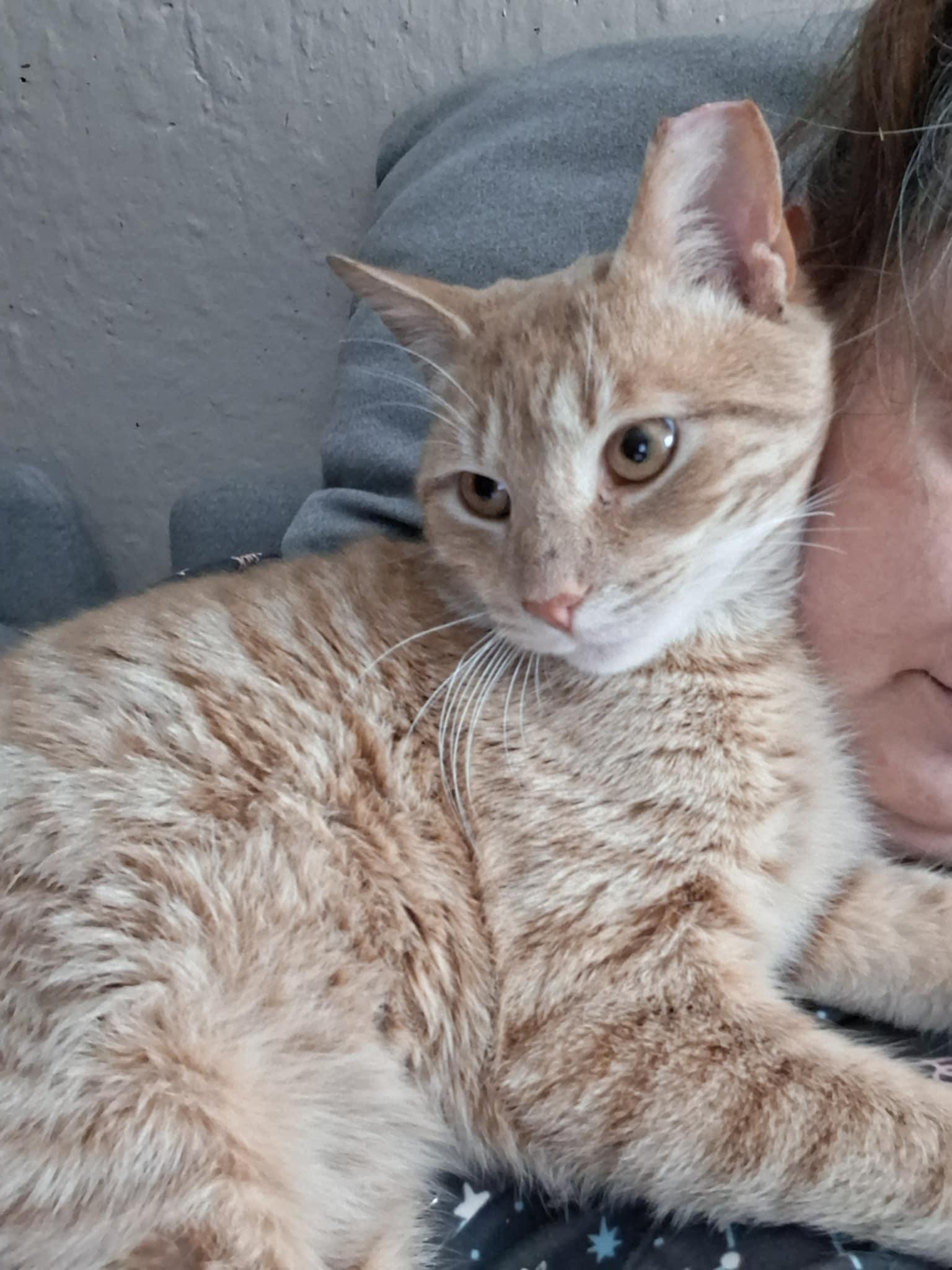 Enlarge Pringles, a Adopted mixed breed in Yardley, PA image 3/3