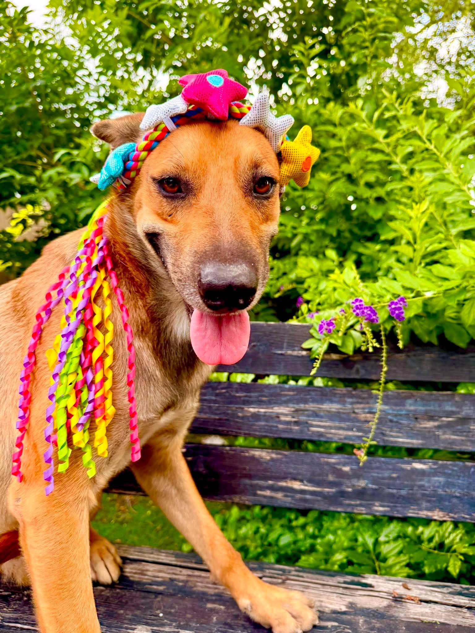 Enlarge Roxy, a Adoptable mixed breed in Willington, CT image 3/6