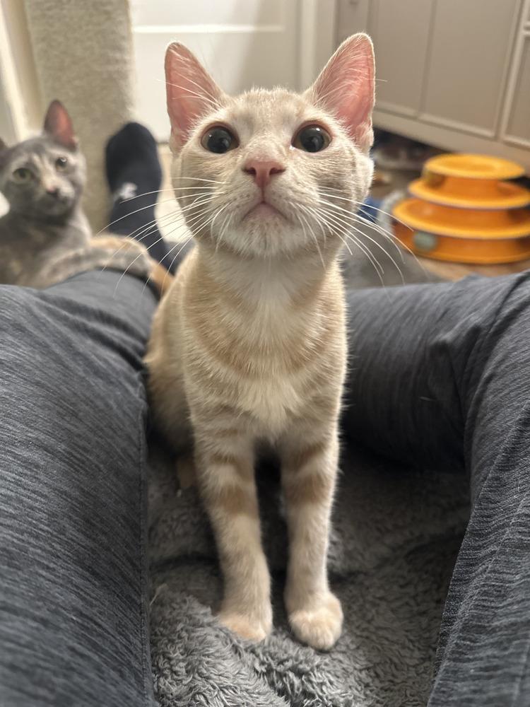 Enlarge Twitty, a Adoptable Domestic Short Hair in Orlando, FL image 4/6