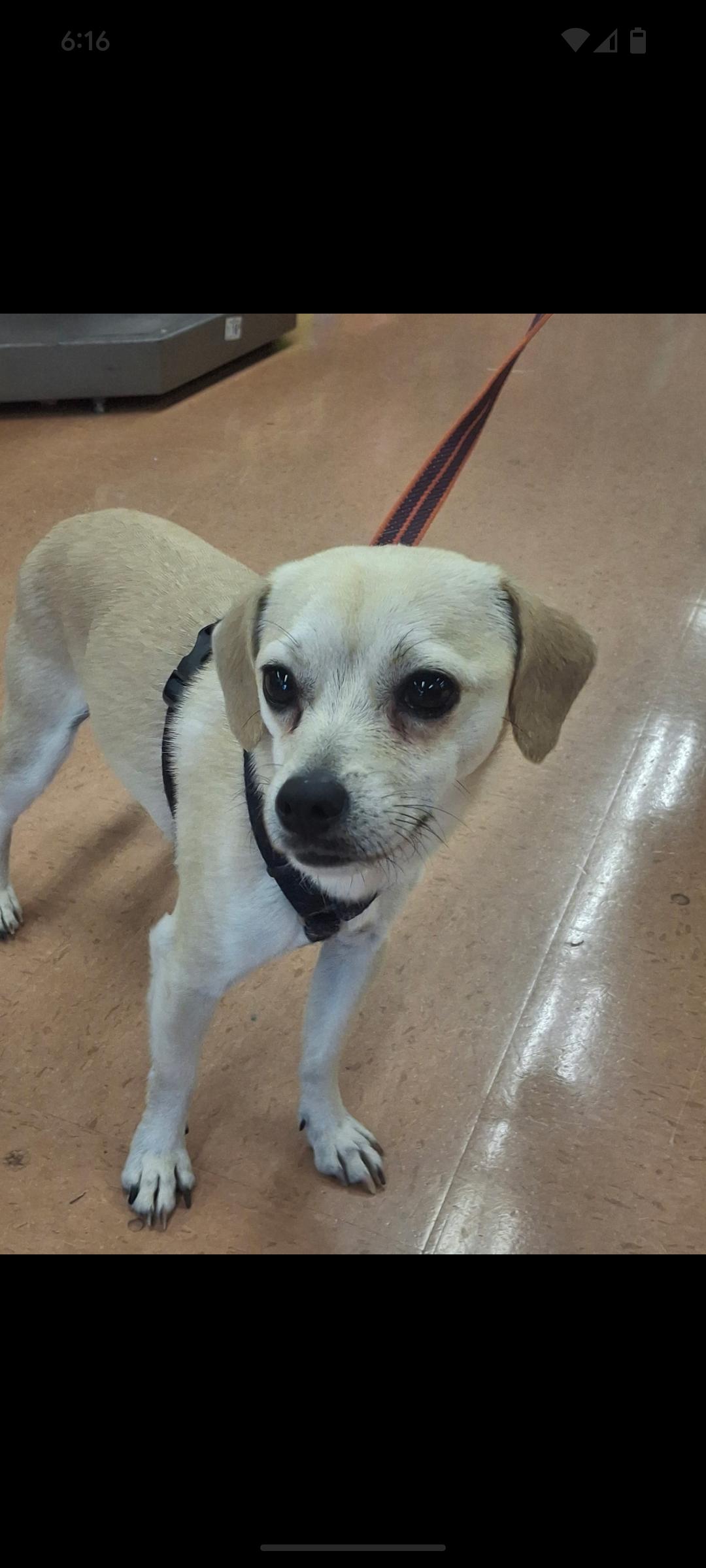Chico, Adopted, Adult Male Chihuahua & Beagle.
