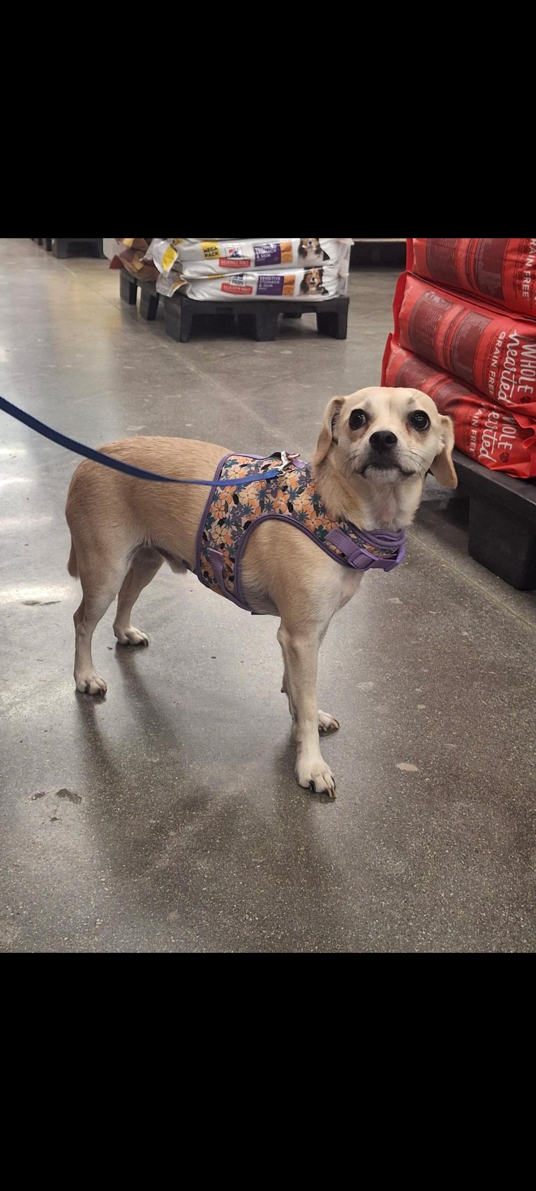 Enlarge Chico, a Adopted mixed breed in Mojave, CA image 2/5