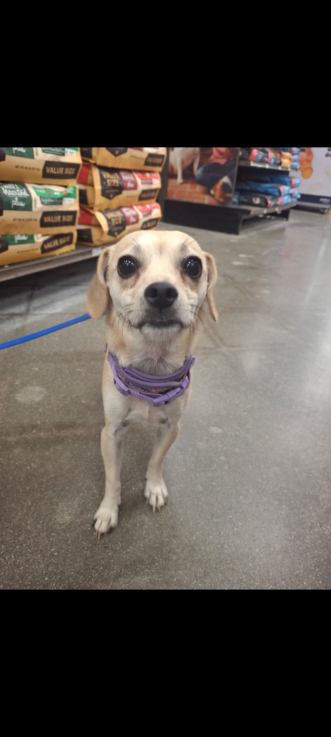 Enlarge Chico, a Adopted mixed breed in Mojave, CA image 3/5