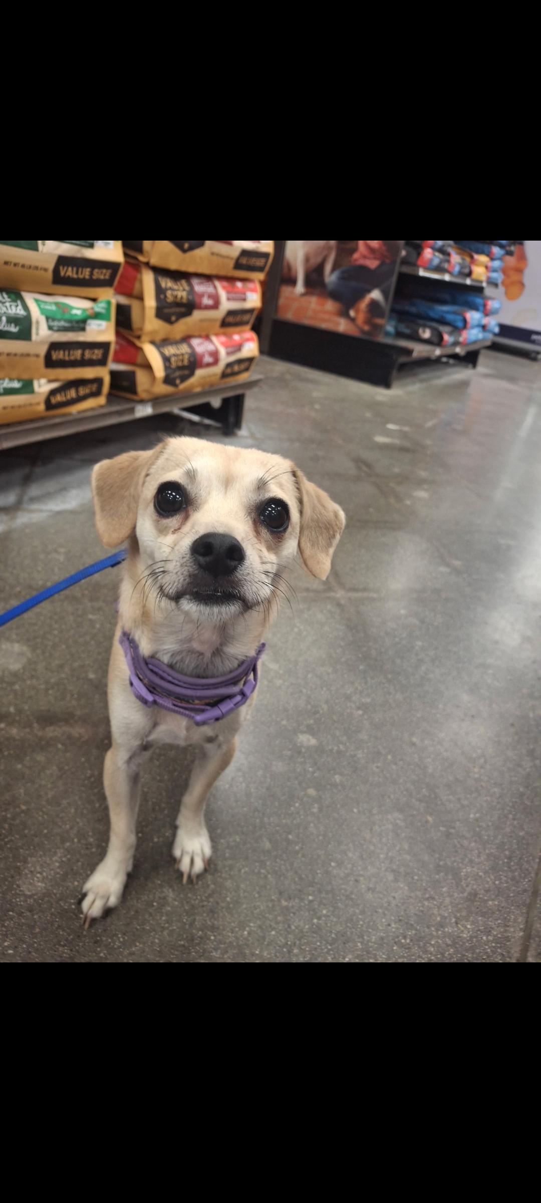 Enlarge Chico, a Adopted mixed breed in Mojave, CA image 4/5