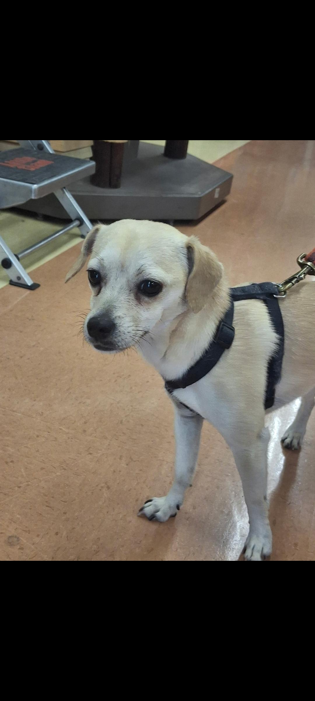 Enlarge Chico, a Adopted mixed breed in Mojave, CA image 5/5