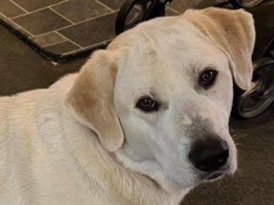 Oreo, Adoptable, Adult Male Great Pyrenees & Labrador Retriever.