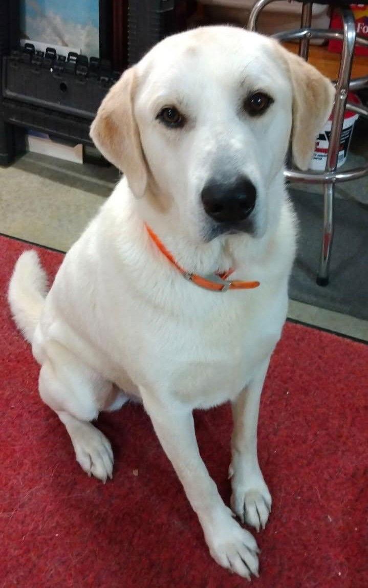 Enlarge Oreo, a Adoptable mixed breed in Cookeville, TN image 2/3