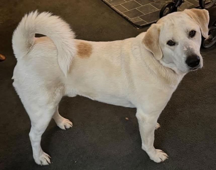 Enlarge Oreo, a Adoptable mixed breed in Cookeville, TN image 3/3