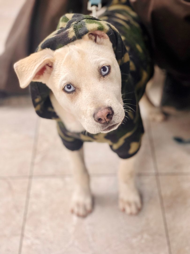 Enlarge Navy, a Adopted mixed breed in Los Angeles, CA image 1/6