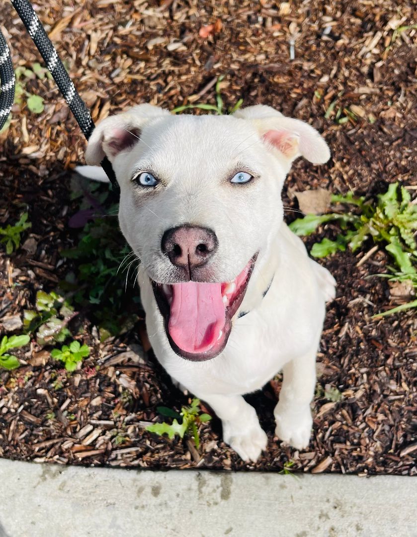 Enlarge Navy, a Adopted mixed breed in Los Angeles, CA image 2/6