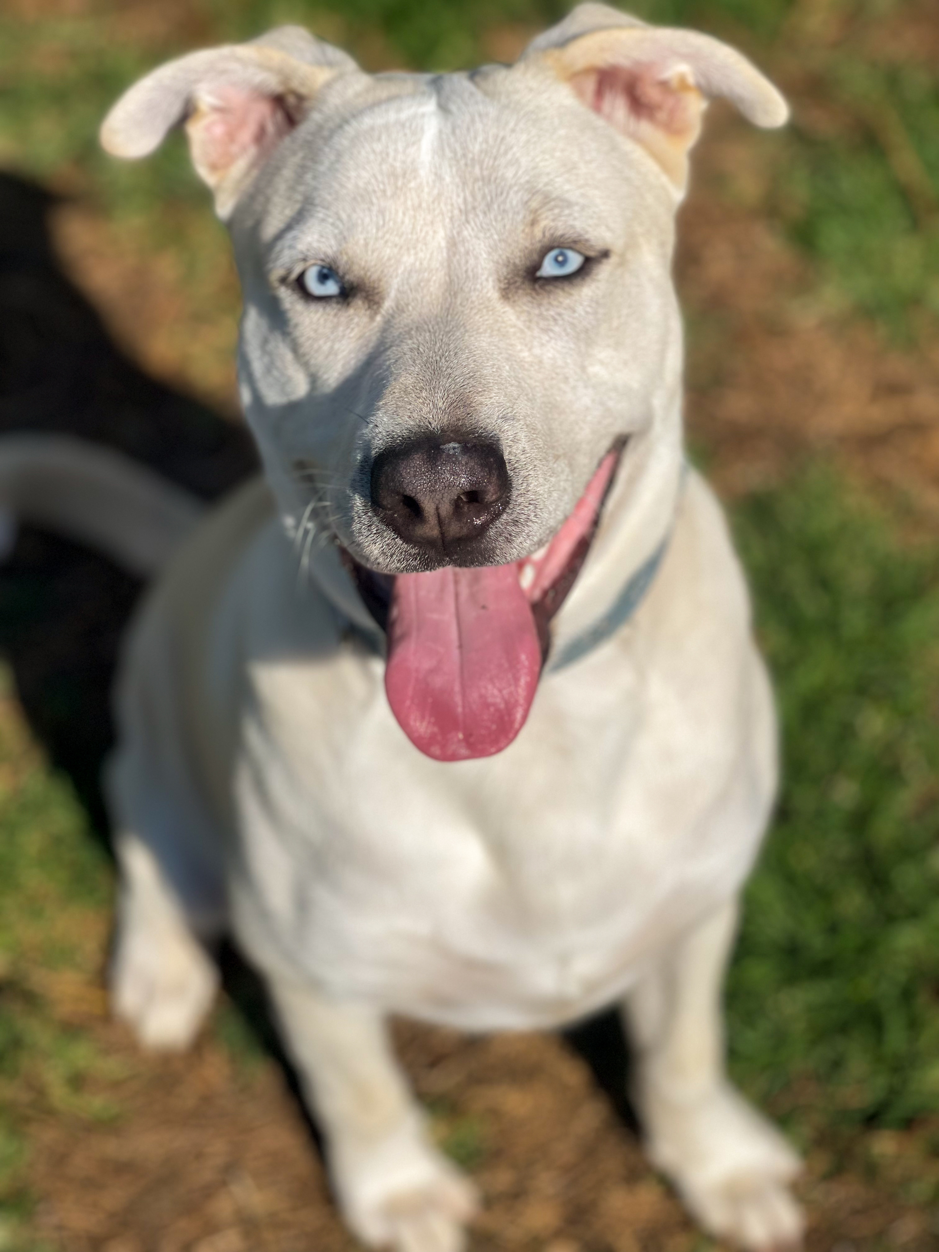 Enlarge Navy, a Adopted mixed breed in Los Angeles, CA image 3/6
