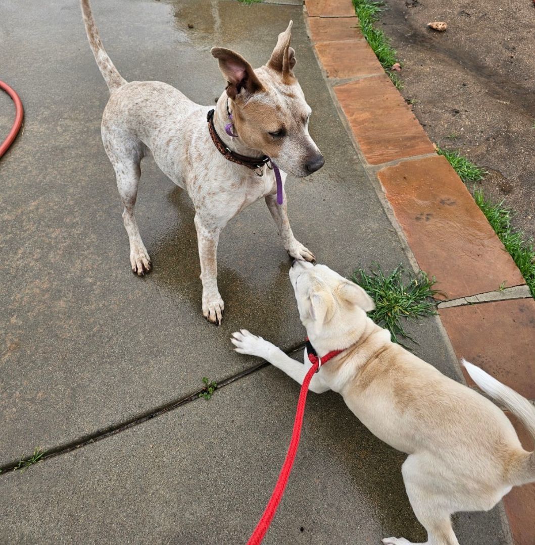 Enlarge Navy, a Adopted mixed breed in Los Angeles, CA image 4/6