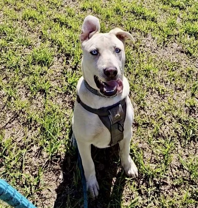 Enlarge Navy, a Adopted mixed breed in Los Angeles, CA image 6/6