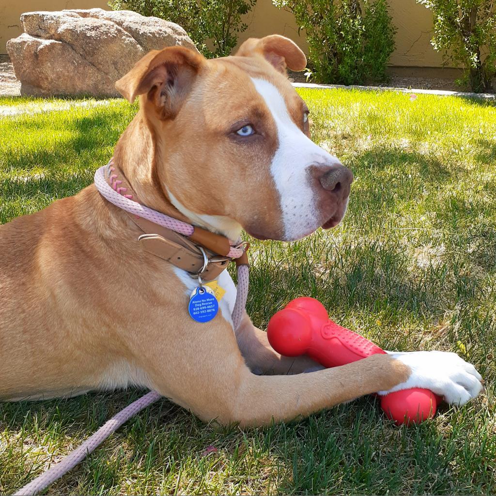 Katie, a Adoptable mixed breed in Apache Junction, AZ image 1/6