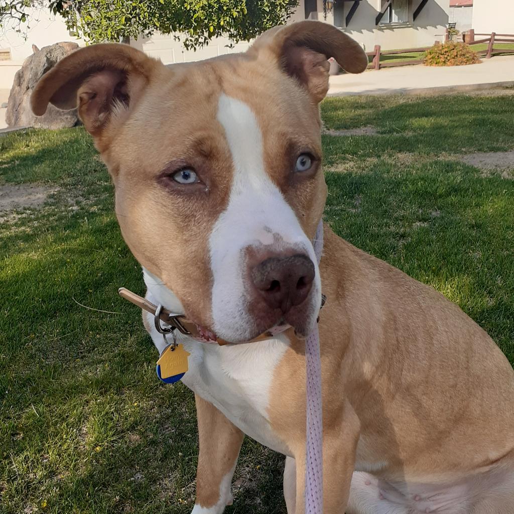 Katie, Adoptable, Adult Female Pit Bull Terrier & Husky.