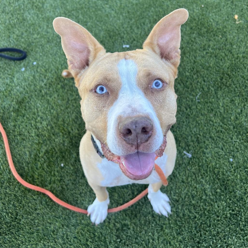 Enlarge Katie, a Adoptable mixed breed in Apache Junction, AZ image 2/6