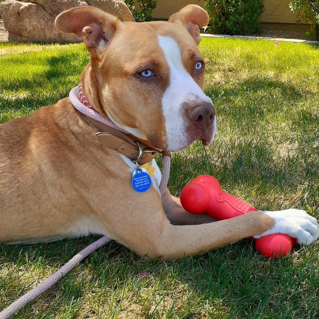 Katie, a Adoptable mixed breed in Apache Junction, AZ image 5/6