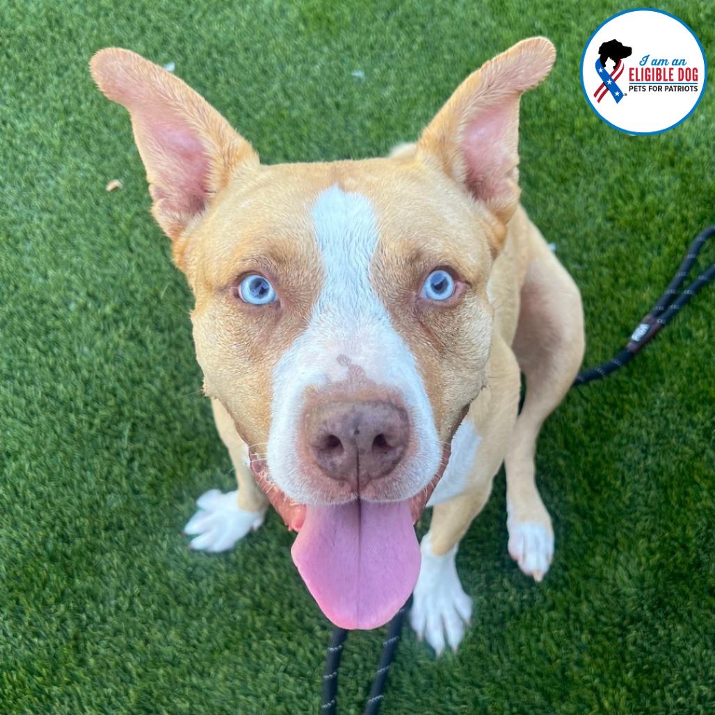 Katie, a Adoptable mixed breed in Apache Junction, AZ image 6/6