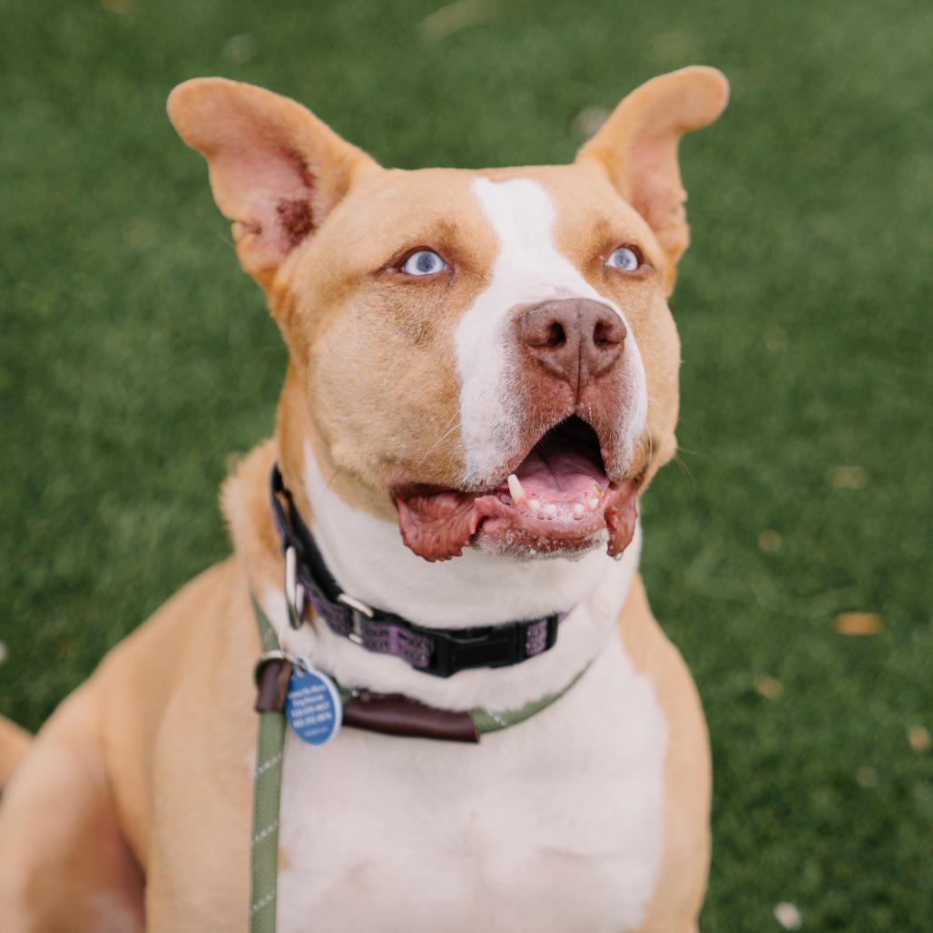 Enlarge Katie, a Adoptable mixed breed in Apache Junction, AZ image 4/6