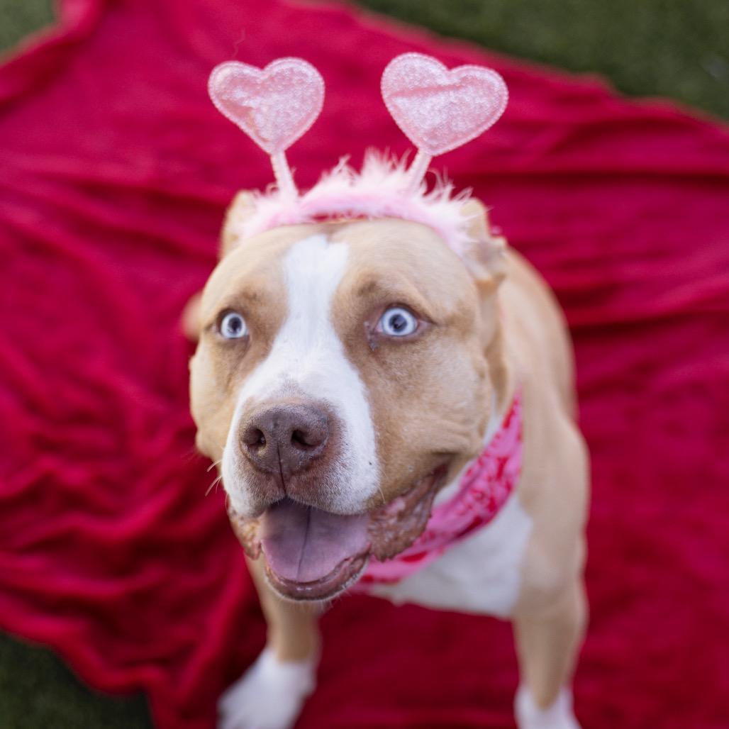 Enlarge Katie, a Adoptable mixed breed in Apache Junction, AZ image 5/6