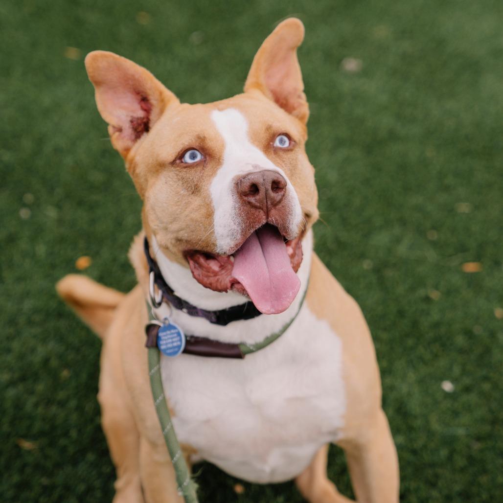 Enlarge Katie, a Adoptable mixed breed in Apache Junction, AZ image 6/6