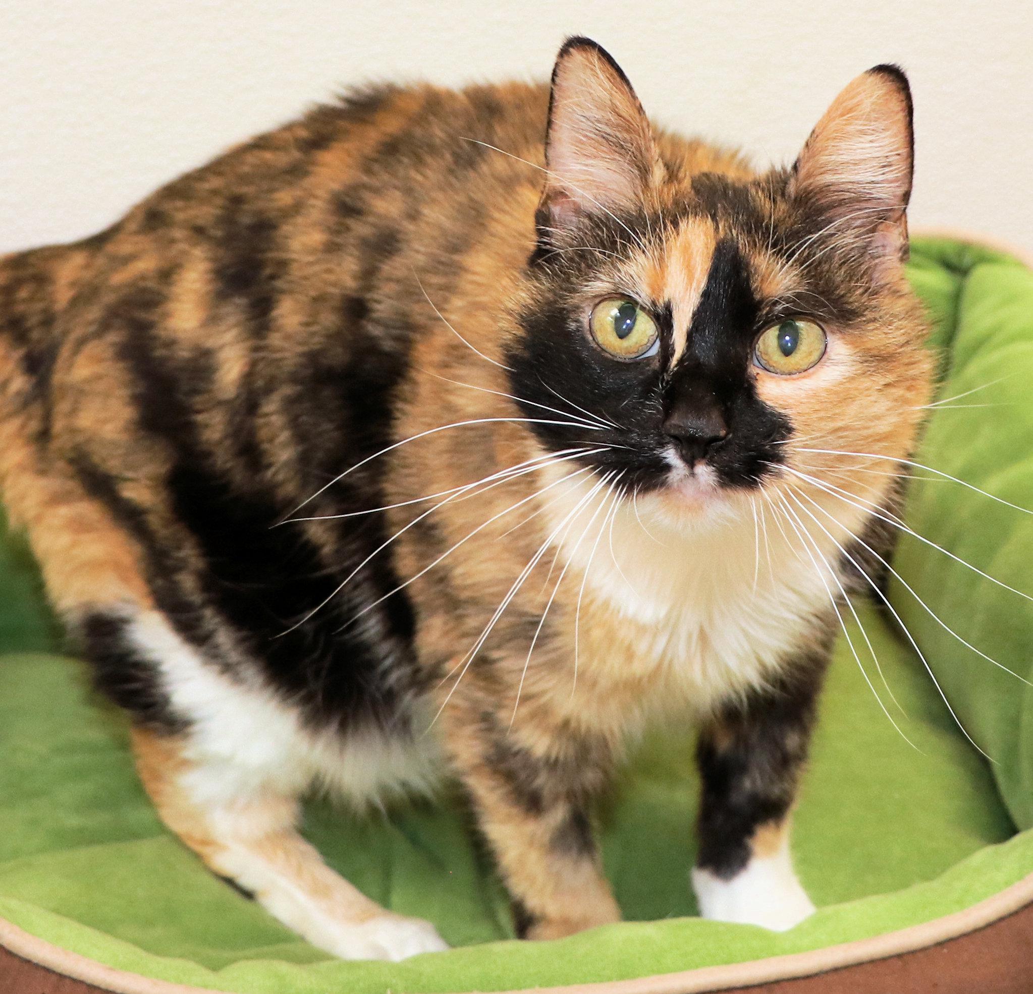 Enlarge Guava, a ADOPTABLE Domestic Short Hair in Cincinnati, OH image 2/3