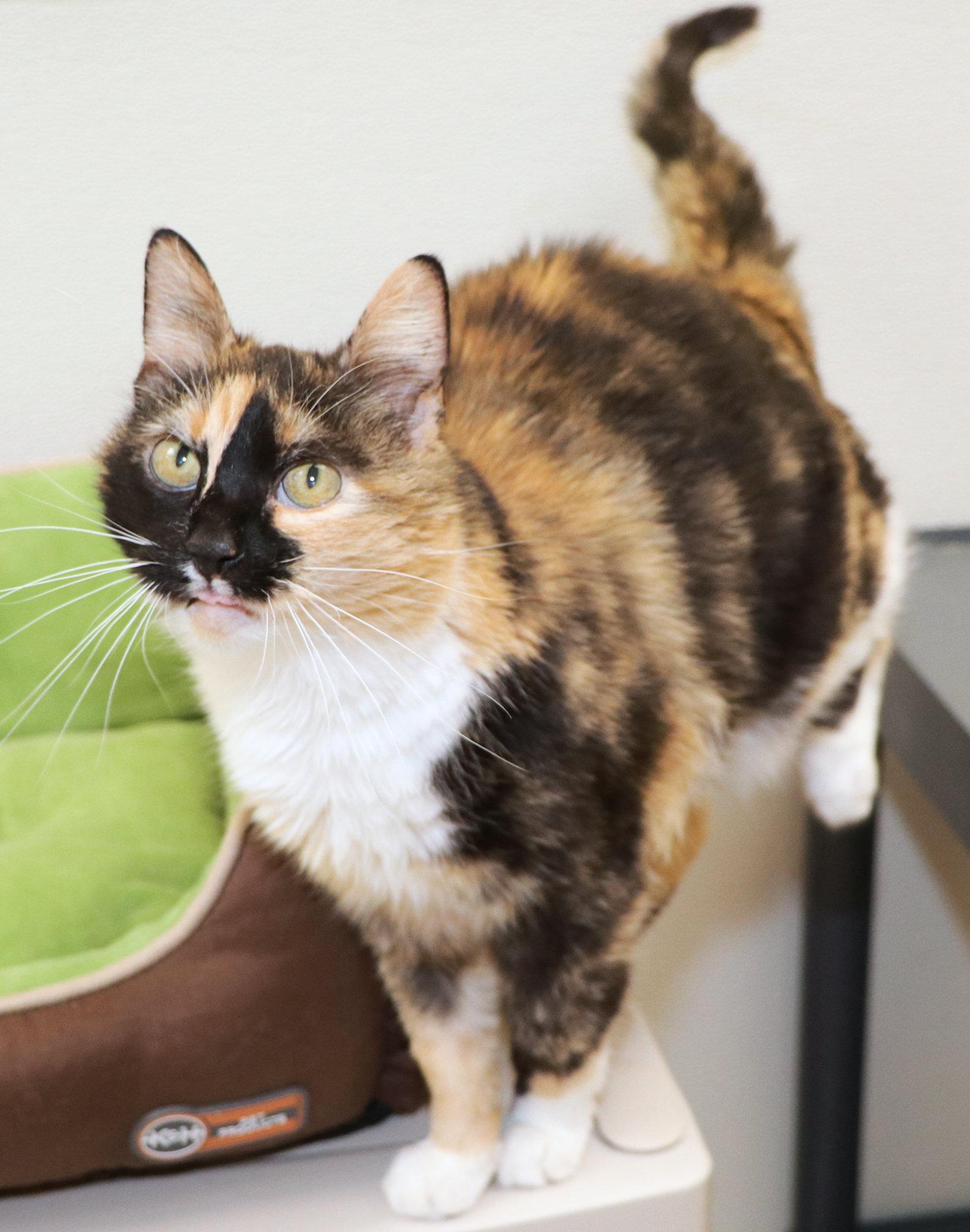 Enlarge Guava, a ADOPTABLE Domestic Short Hair in Cincinnati, OH image 3/3