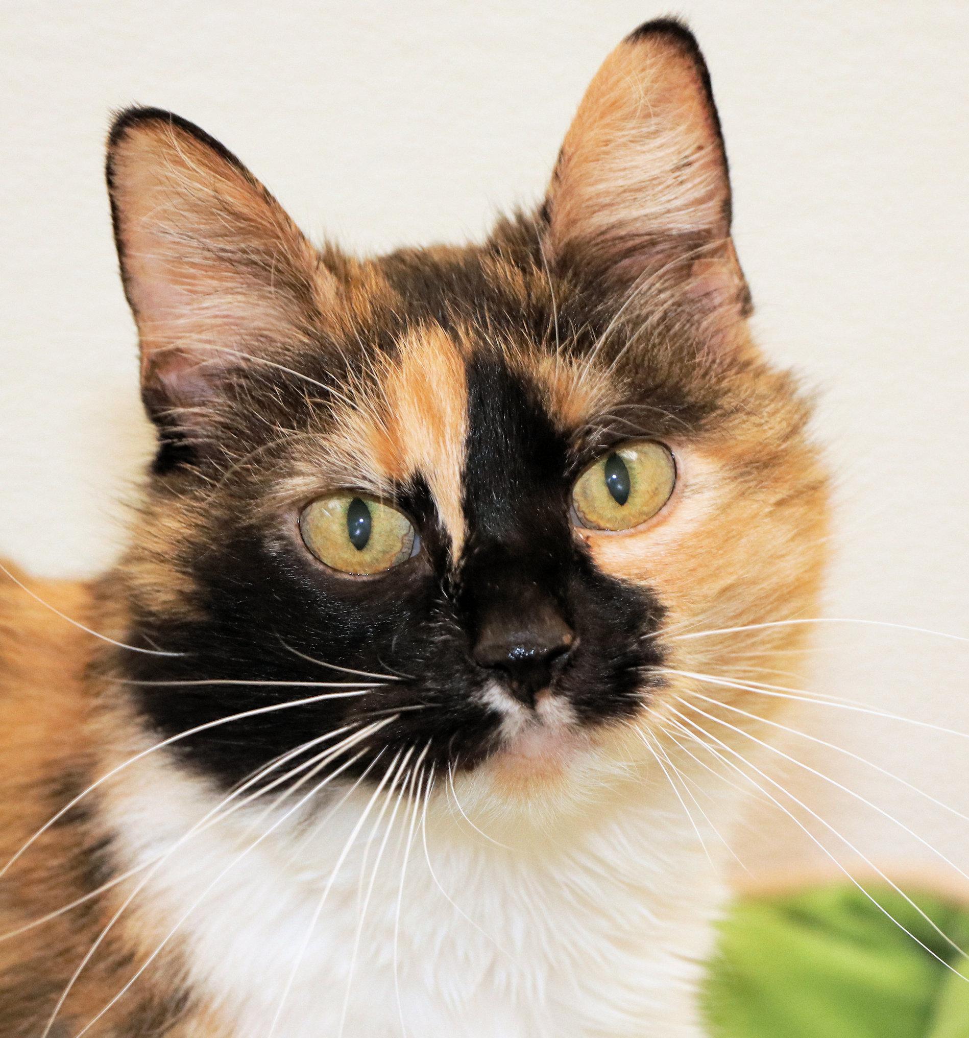Enlarge Guava, a ADOPTABLE Domestic Short Hair in Cincinnati, OH image 1/3