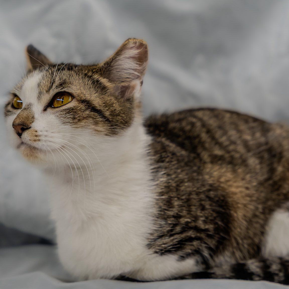 Enlarge Timber, a ADOPTABLE American Shorthair in Alexandria, IN image 2/4