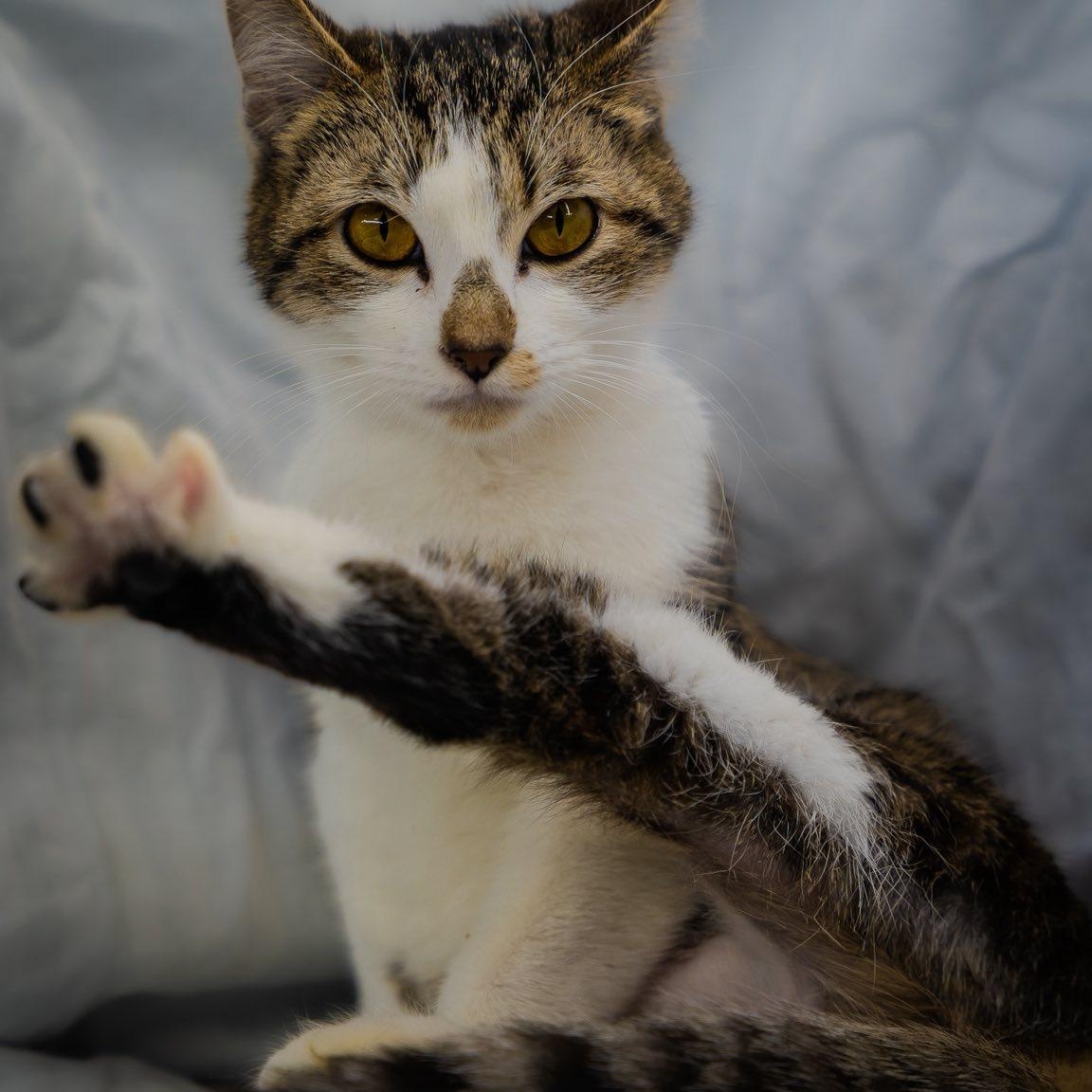 Enlarge Timber, a ADOPTABLE American Shorthair in Alexandria, IN image 3/4