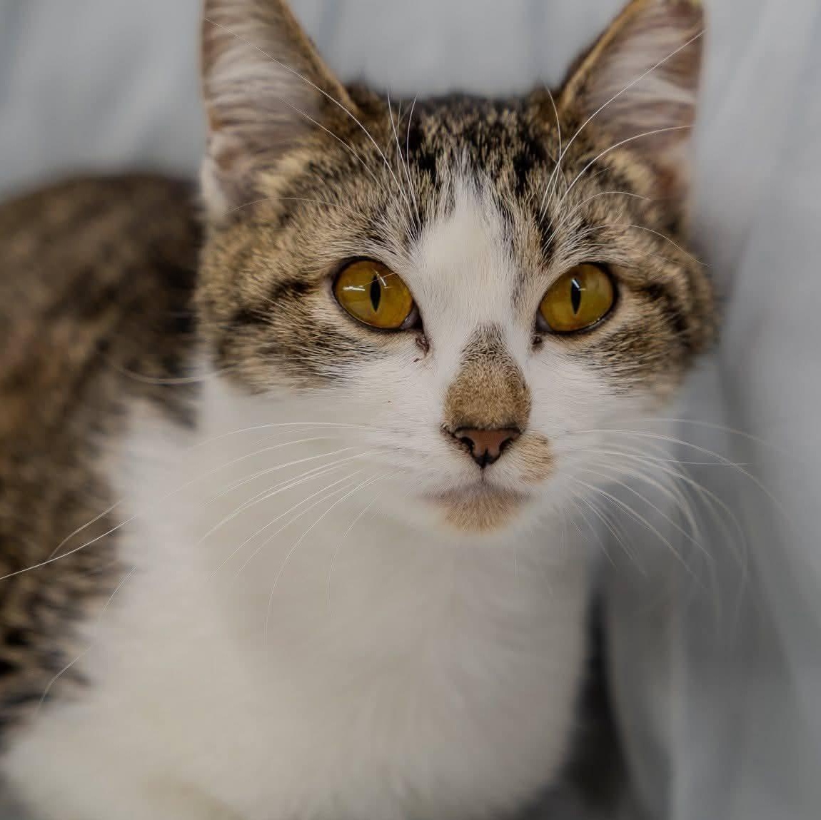 Timber, ADOPTABLE, Young Female American Shorthair.