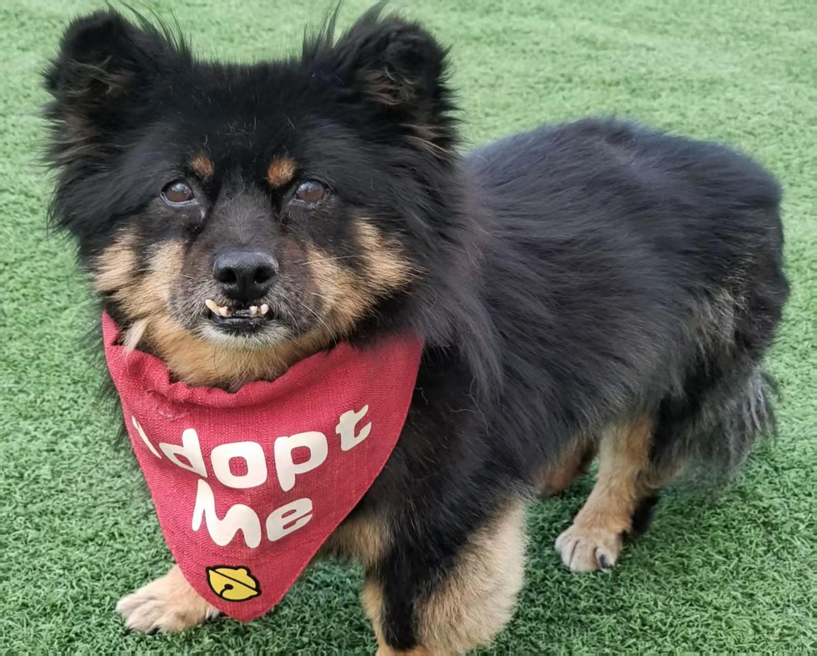 Enlarge Mochi, a Adoptable mixed breed in Lynnwood, WA image 3/4