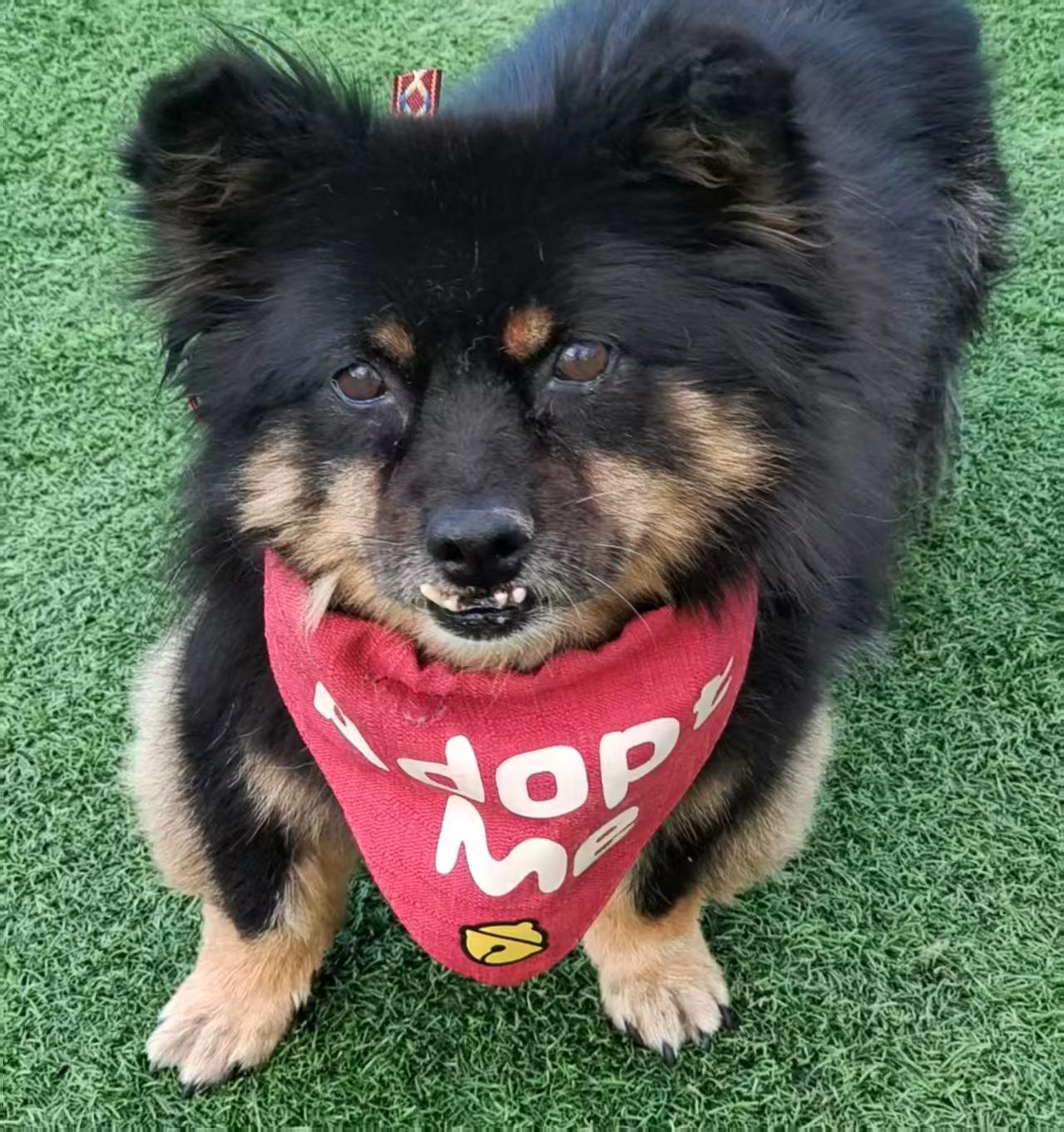 Mochi, Adoptable, Adult Female Pomeranian & Spitz.