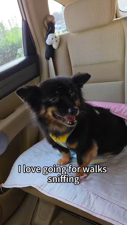Enlarge Mochi, a Adoptable mixed breed in Lynnwood, WA video 4/4