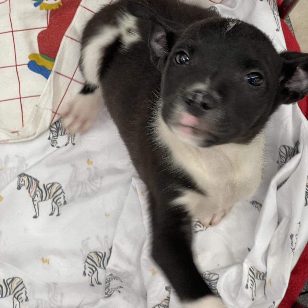 Samwise, Adoptable, Puppy Male Cattle Dog.